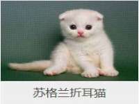 平罗县宏顺建筑劳务服务部